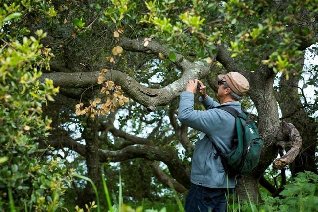 Apps let everyone help track health of insect populations | iNFOnews.ca CP2065708203
