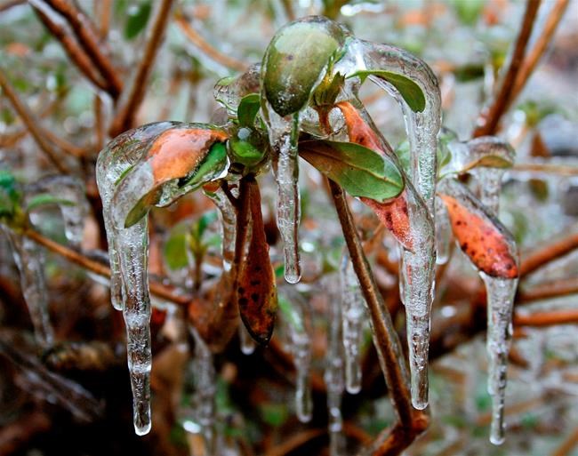 Climate change keeps changing the game for home gardeners | iNFOnews.ca Climate change keeps changing the game for home gardeners | iNFOnews.ca