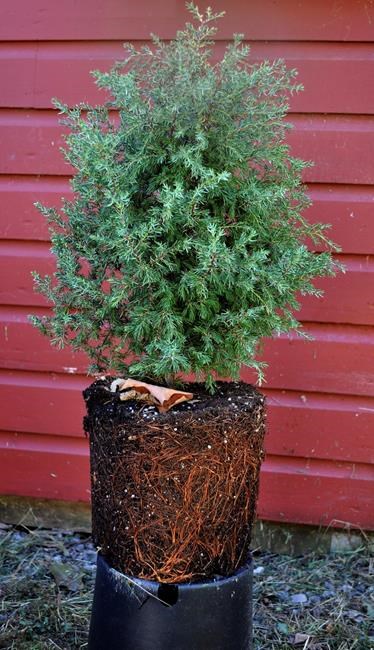 Fall's a great time to plant trees and shrubs | iNFOnews.ca