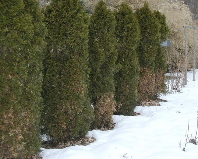 How to keep evergreens green in winter | iNFOnews.ca