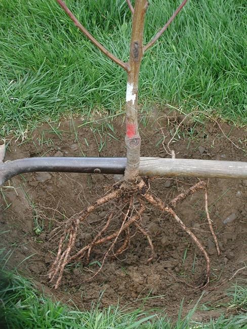 Bare-root nursery trees do well with careful planting | iNFOnews.ca Bare-root nursery trees do well with careful planting | iNFOnews.ca