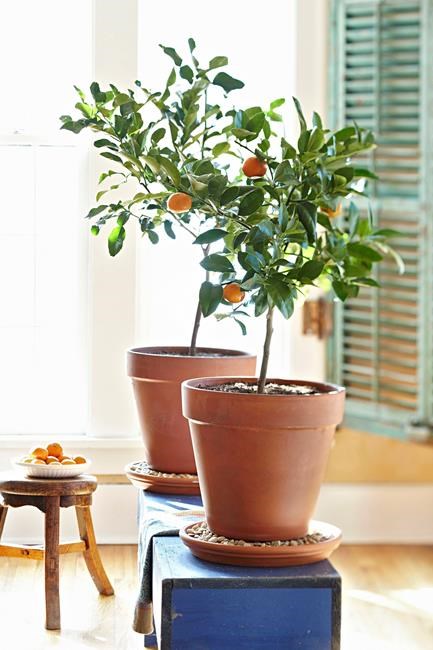 Growing citrus indoors takes patience, pays off handsomely | iNFOnews.ca