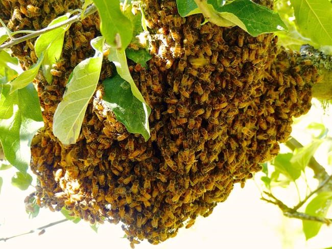 Swarm chasers return wayward honeybees to hives | iNFOnews.ca Swarm chasers return wayward honeybees to hives | iNFOnews.ca