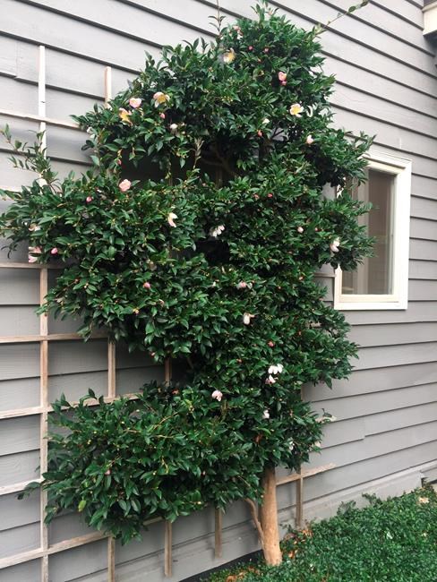 Espalier pruning has artistic and practical benefits | iNFOnews.ca Espalier pruning has artistic and practical benefits | iNFOnews.ca