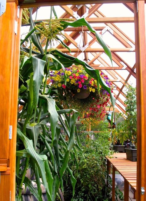 Hanging baskets bring instant colour, texture to small spaces | iNFOnews.ca Hanging baskets bring instant colour, texture to small spaces | iNFOnews.ca