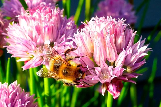 Want to help bees? Plant flowering herbs | iNFOnews.ca