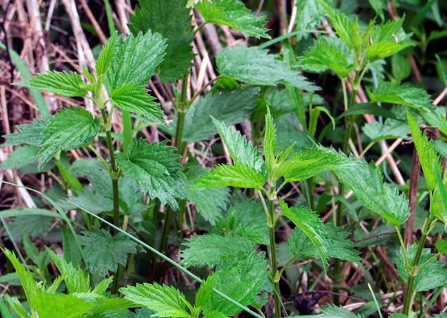 Yes, stinging nettles sting. But they have many assets too. | iNFOnews.ca