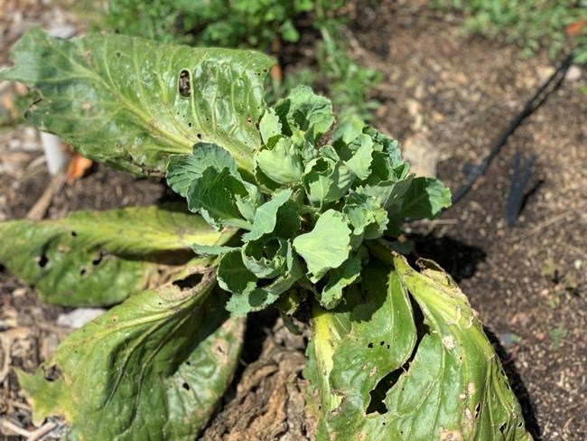Want a second crop of cabbage this season? 2 methods | iNFOnews.ca