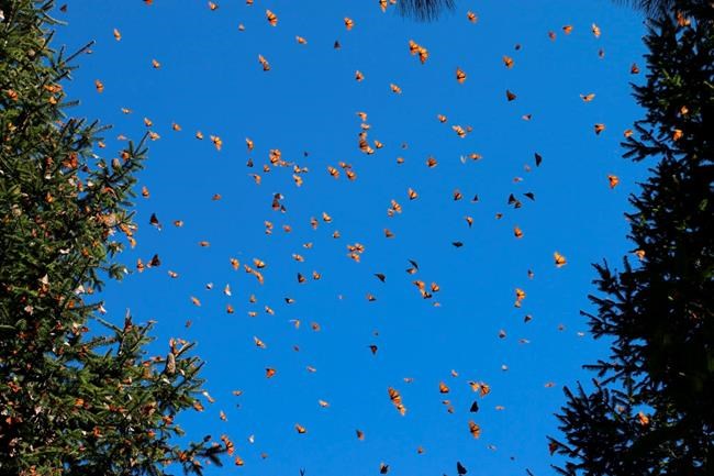 Butterflies abound in mountainous Mexican winter habitat | iNFOnews.ca Butterflies abound in mountainous Mexican winter habitat | iNFOnews.ca