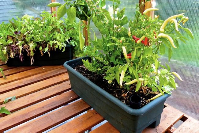 Advice to first-time gardeners: Think small. Find your spot. | iNFOnews.ca
