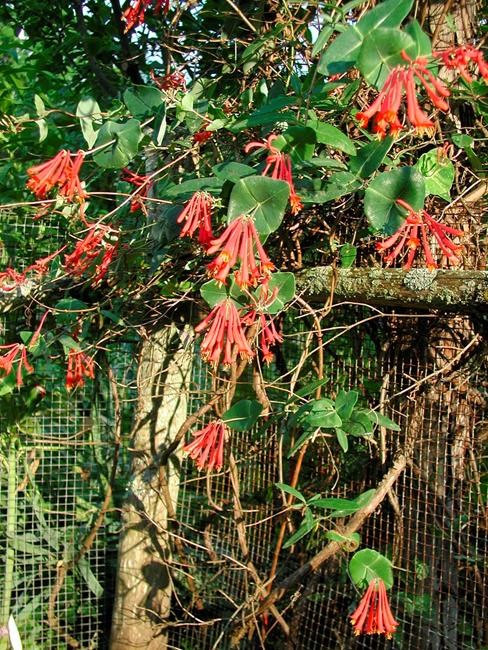 To love honeysuckle, plant the right one in the right spot | iNFOnews.ca