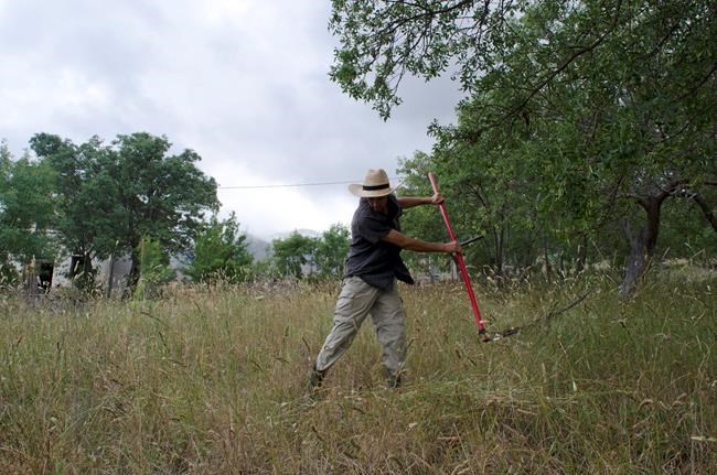 Scything Zen: Ancient way to cut grass also a state of mind | iNFOnews.ca Scything Zen: Ancient way to cut grass also a state of mind | iNFOnews.ca