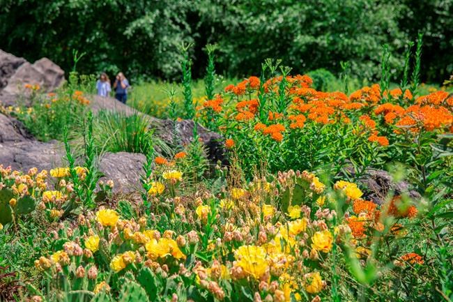 No plant is an island: Think of plant groups, not specimens | iNFOnews.ca CP488114977