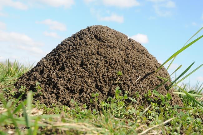 Efforts aim to limit the spread of fire ants in the US | iNFOnews.ca CP355965494