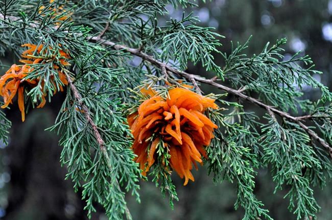 Advice to growers: Match the cure to the pest problem | iNFOnews.ca Advice to growers: Match the cure to the pest problem | iNFOnews.ca