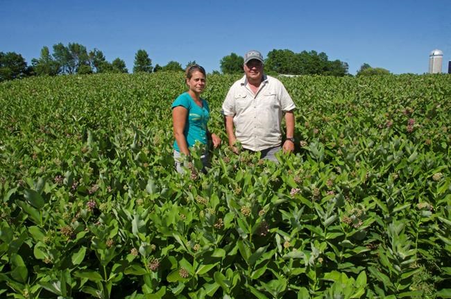 A makeover for milkweed, for the sake of butterflies | iNFOnews.ca