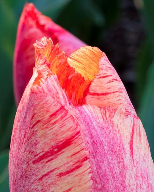 Tips for taking better photos of your garden and wildlife | iNFOnews.ca Tips for taking better photos of your garden and wildlife | iNFOnews.ca