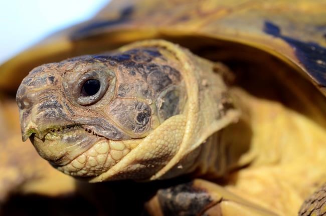 Turtles can make great pets, but do your homework first | iNFOnews.ca Turtles can make great pets, but do your homework first | iNFOnews.ca