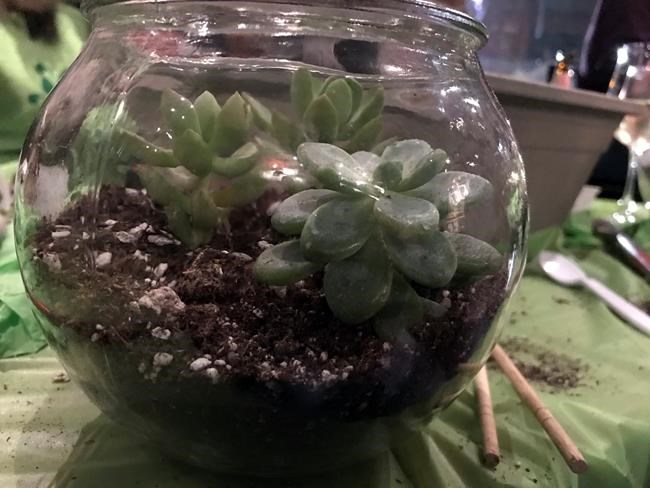 Easy, pretty and cool: Terrariums are back in style | iNFOnews.ca Easy, pretty and cool: Terrariums are back in style | iNFOnews.ca