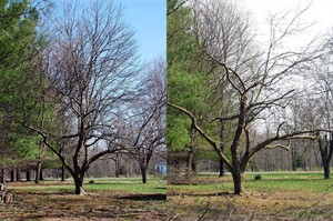 'Renovating' can bring your old apple tree back to its former glory | iNFOnews.ca CP32128094