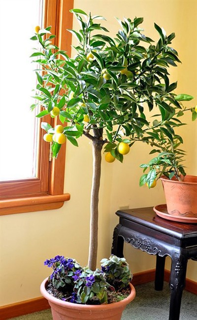 Kumquat: an unusual potted citrus bearing edible fruit | iNFOnews.ca