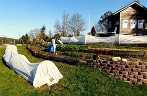 Going undercover: Poly tunnels, aka hoop houses, can boost yields, stretch harvests | iNFOnews.ca CP32239801
