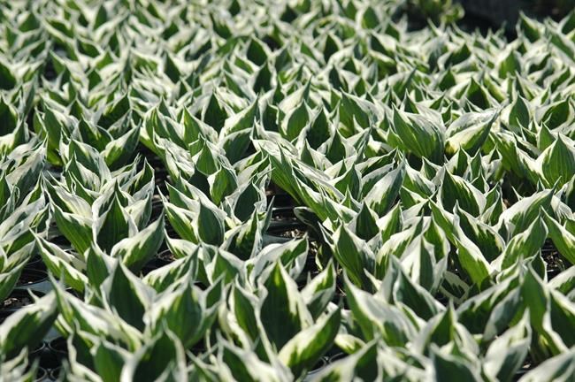 Non-Flower Gardens: 50 shades of green, plus other colours | iNFOnews.ca
