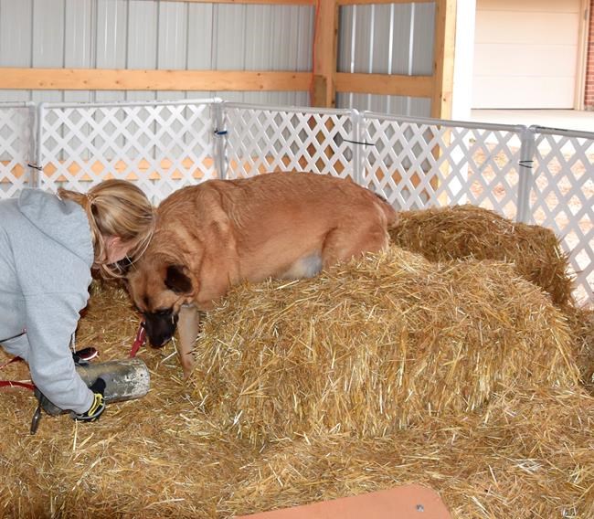 Barn Hunts let dogs test their instincts | iNFOnews.ca Barn Hunts let dogs test their instincts | iNFOnews.ca