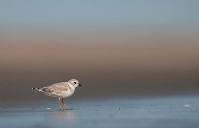 How birdwatchers can help threatened bird populations | iNFOnews.ca How birdwatchers can help threatened bird populations | iNFOnews.ca