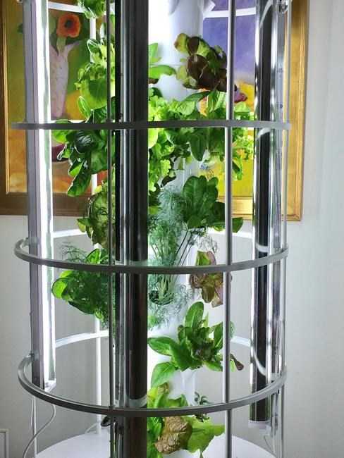 Correction: Fall Homes-Indoor Grow Gardens story | iNFOnews.ca