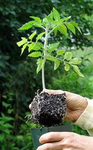 Getting a jump on tomato season: how to time indoor planting just right | iNFOnews.ca Getting a jump on tomato season: how to time indoor planting just right | iNFOnews.ca