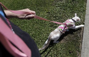 Scaredy-cats can stay at home but confident felines can take their owners for a walk | iNFOnews.ca CP20077630