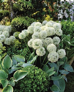 Power to the purple: Graceful alliums can light up your garden | iNFOnews.ca Power to the purple: Graceful alliums can light up your garden | iNFOnews.ca
