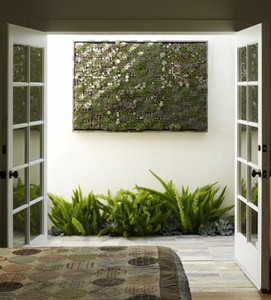 Bring garden walls to life by framing succulents, not canvases | iNFOnews.ca