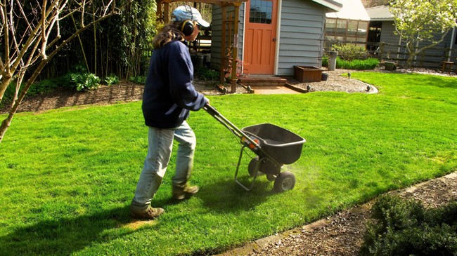 Lawn-care basics: Know your grass, and other tips for growing healthy turf | iNFOnews.ca CP32970809