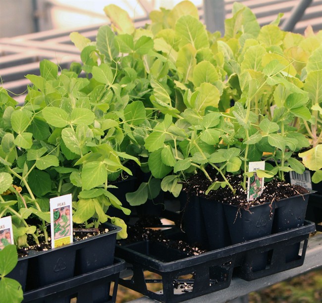 Just have faith: Growing plants from seeds can make your gardening experience better | iNFOnews.ca CP33062067