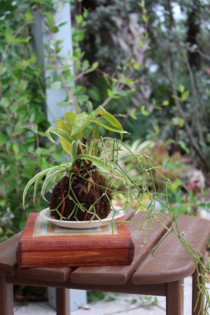 Kokedama: Japanese moss balls an easy, lower-maintenance alternative to bonsai | iNFOnews.ca