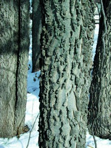 Relative of the elm, hackberry trees have beautiful bark, tasty fruits | iNFOnews.ca