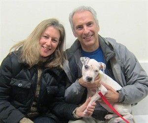 Thinking of getting a dog? First consider your home, lifestyle, finances | iNFOnews.ca CP21893895
