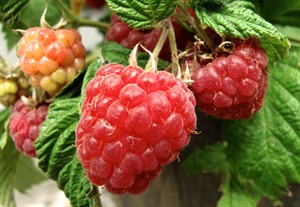 From berries and grapes to pineapples and citrusy, potted fruits can deliver a movable feast | iNFOnews.ca CP26818542