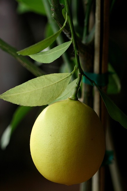 'Garbage gardening': recycling pits, seeds, roots and other kitchen scraps into plants | iNFOnews.ca