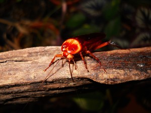 Roaches and mantises: Some pet owners prefer creepy crawly to soft and fuzzy | iNFOnews.ca CP21894085