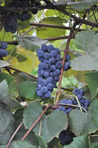 Easy to grow, Concord grapes offer flavour, foxy aroma, resistance to pests | iNFOnews.ca