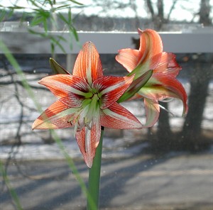 Act now to get huge red, white or pink blossoms for the new year | iNFOnews.ca CP30462902