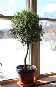 Rosemary - often a bush - can be turned into an attractive, fragrant, flavourful indoor tree | iNFOnews.ca Rosemary - often a bush - can be turned into an attractive, fragrant, flavourful indoor tree | iNFOnews.ca