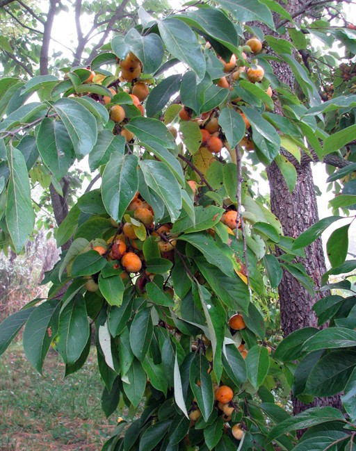 American persimmon fruits weigh down branches, need little or no pruning or pest control | iNFOnews.ca American persimmon fruits weigh down branches, need little or no pruning or pest control | iNFOnews.ca