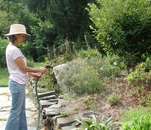 Proper watering can help any plant grow, even during the rainy season | iNFOnews.ca CP19510215