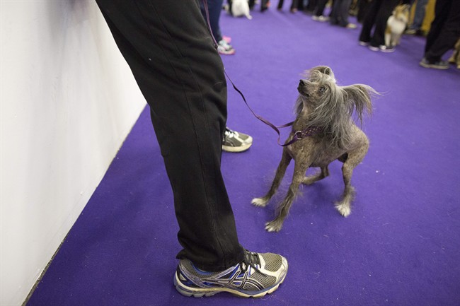 Australian shepherd wins agility at Westminster | iNFOnews.ca CP36375991
