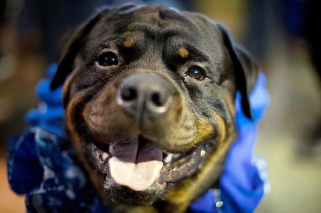 Cats at the Westminster dog show? Sort of, in a first | iNFOnews.ca