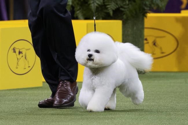 The Latest: Bichon frise wins best in show at Westminster | iNFOnews.ca The Latest: Bichon frise wins best in show at Westminster | iNFOnews.ca